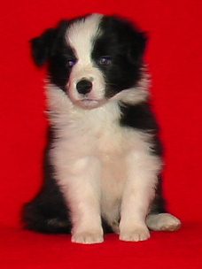 Festivo Zenon 6 vko, kuva M-L L�nnholtz