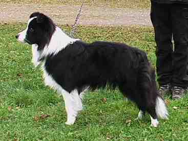 Festivo Zenon, kuva M-L L�nnholtz