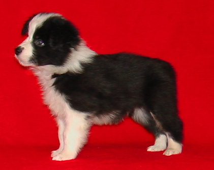 Festivo Zenon 6 vko, kuva M-L L�nnholtz