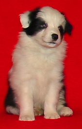 Festivo Zucker 6 vko, kuva M-L L�nnholtz