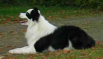 Festivo Zucker, kuva M-L L�nnholtz