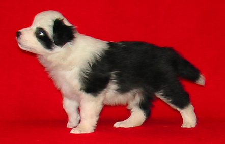 Festivo Zucker 6 vko, kuva M-L L�nnholtz